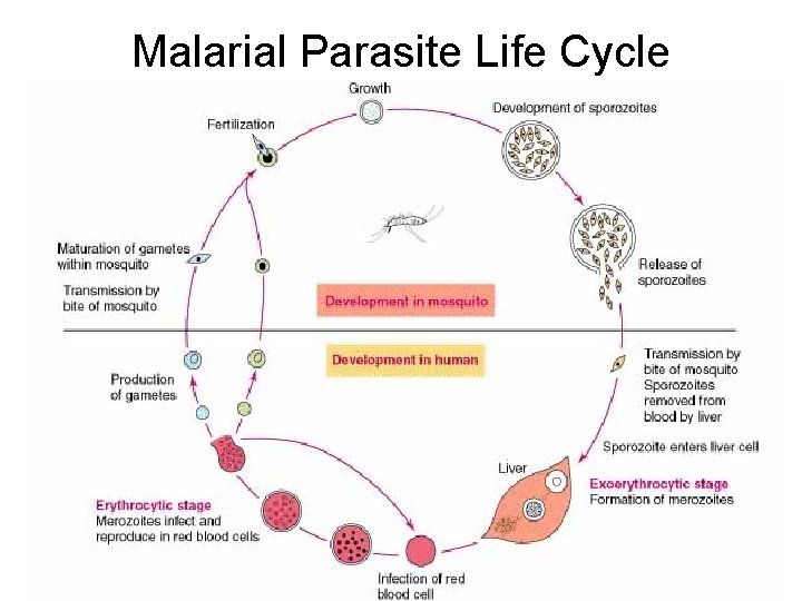 Malarial Parasite Life Cycle 
