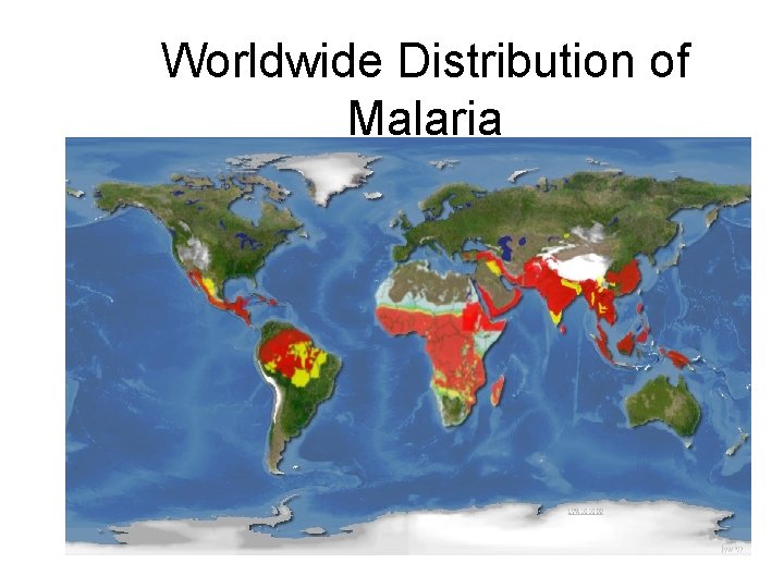 Worldwide Distribution of Malaria 