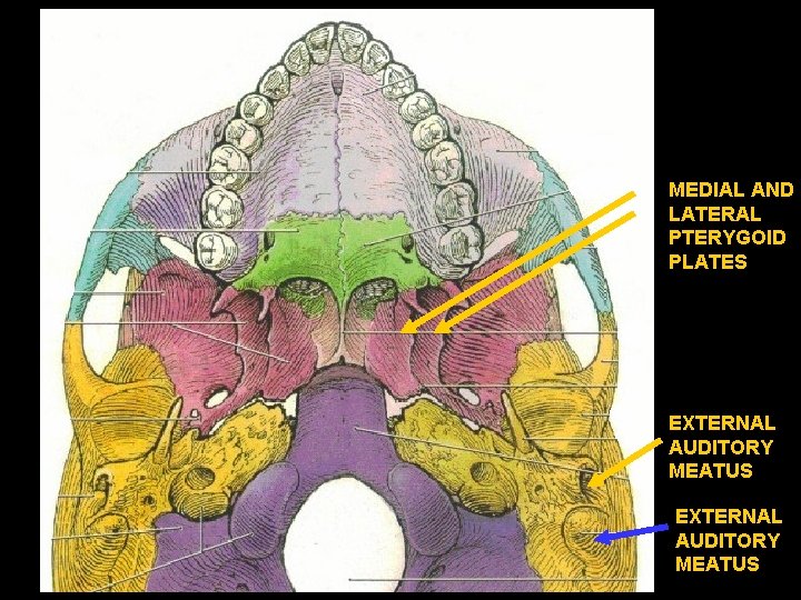 MEDIAL AND LATERAL PTERYGOID PLATES EXTERNAL AUDITORY MEATUS 