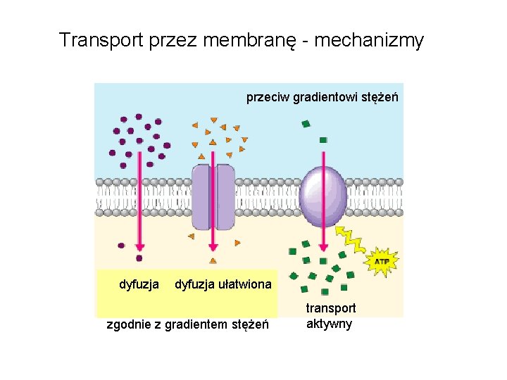 Transport przez membranę - mechanizmy przeciw gradientowi stężeń dyfuzja ułatwiona zgodnie z gradientem stężeń