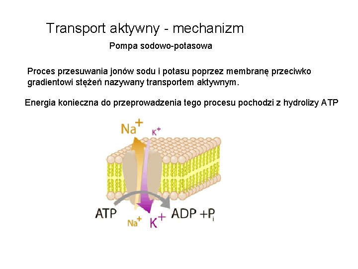 Transport aktywny - mechanizm Pompa sodowo-potasowa Proces przesuwania jonów sodu i potasu poprzez membranę