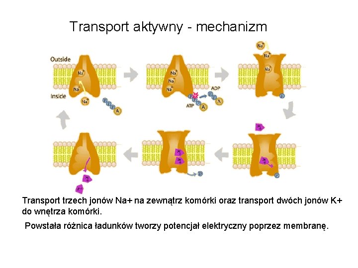 Transport aktywny - mechanizm Transport trzech jonów Na+ na zewnątrz komórki oraz transport dwóch