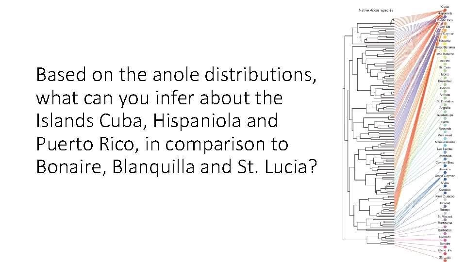 Based on the anole distributions, what can you infer about the Islands Cuba, Hispaniola