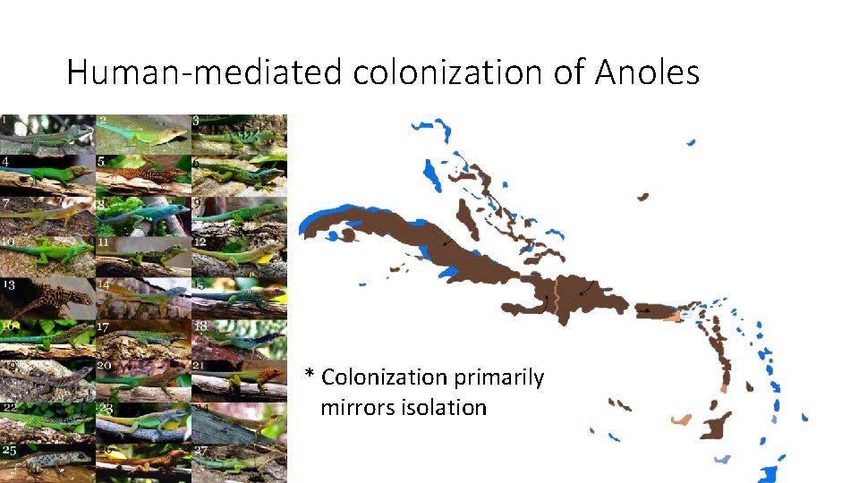 Human-mediated colonization of Anoles * Colonization primarily mirrors isolation 
