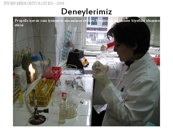 İÜDHF-MİKROBİYOLOJİ BD - 2008 Deneylerimiz Propolis içeren cam iyonomer simanların in vitro Streptococcus mutans