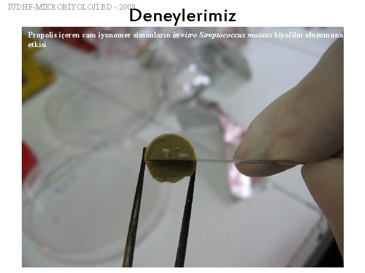 İÜDHF-MİKROBİYOLOJİ BD - 2009 Deneylerimiz Propolis içeren cam iyonomer simanların in vitro Streptococcus mutans