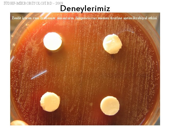 İÜDHF-MİKROBİYOLOJİ BD - 2009 Deneylerimiz Zeolit içeren cam iyonomer simanların Streptococcus mutans üzerine antimikrobiyal