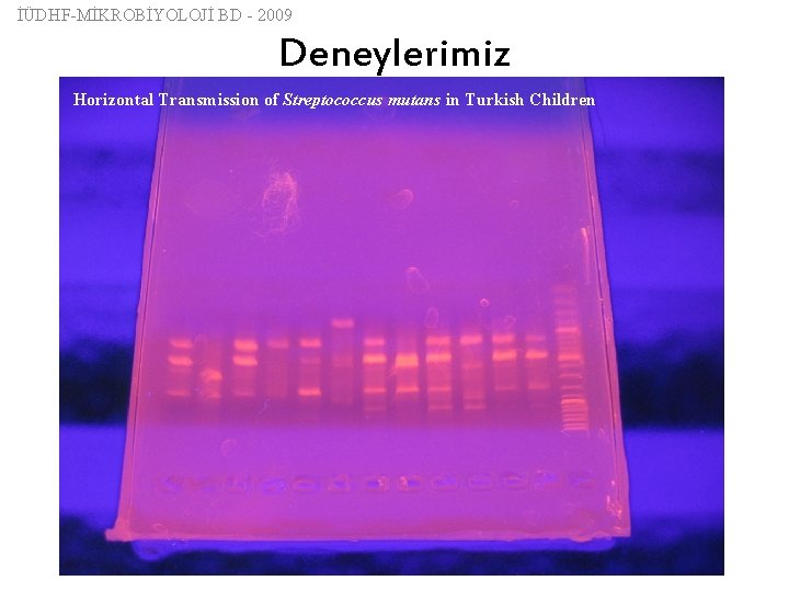 İÜDHF-MİKROBİYOLOJİ BD - 2009 Deneylerimiz Horizontal Transmission of Streptococcus mutans in Turkish Children 