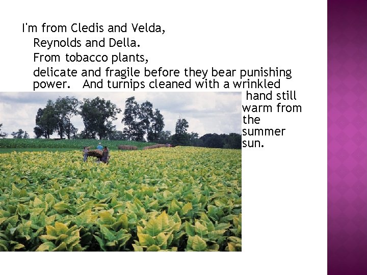 I'm from Cledis and Velda, Reynolds and Della. From tobacco plants, delicate and fragile