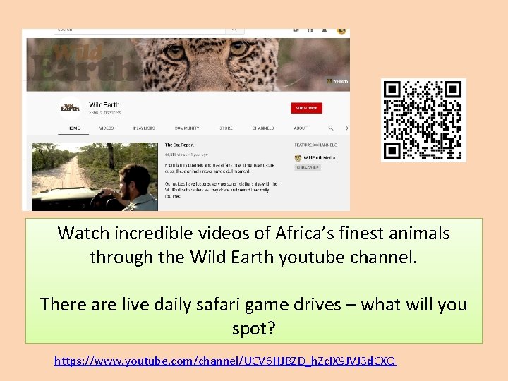 Watch incredible videos of Africa’s finest animals through the Wild Earth youtube channel. There