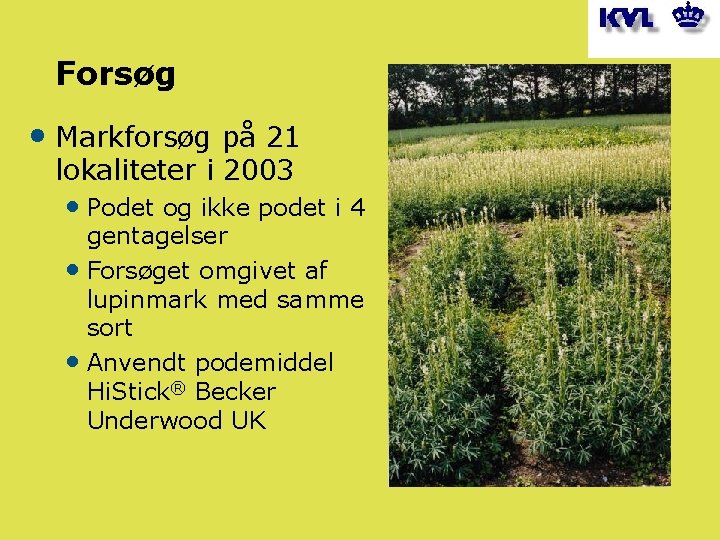 Forsøg • Markforsøg på 21 lokaliteter i 2003 • Podet og ikke podet i