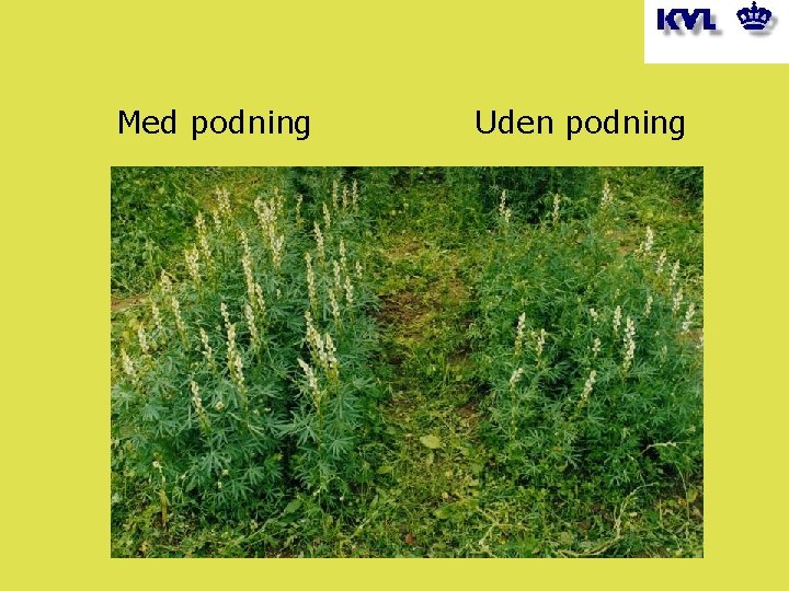 Med podning Uden podning 