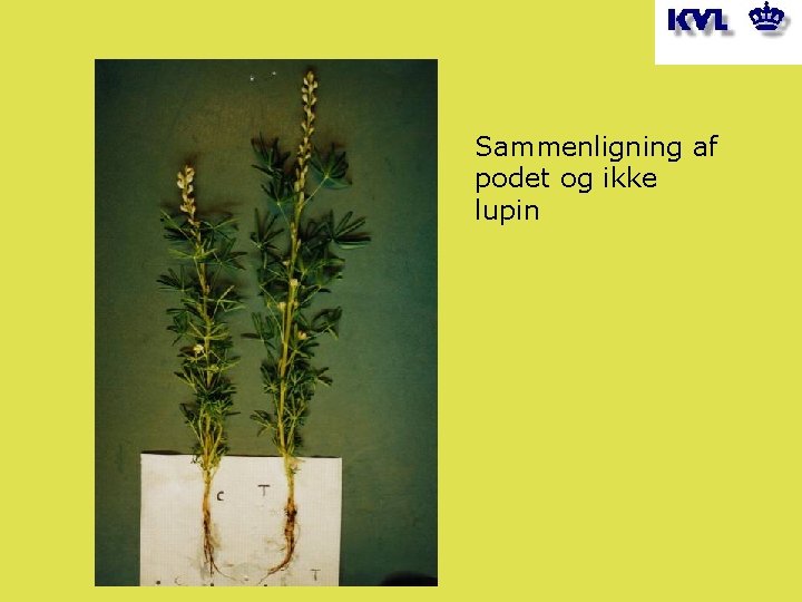 Sammenligning af podet og ikke lupin 