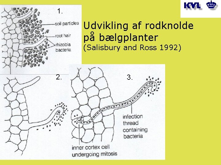 1. Udvikling af rodknolde på bælgplanter (Salisbury and Ross 1992) 2. 3. 