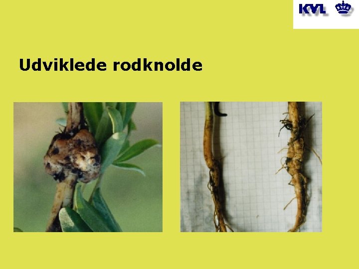 Udviklede rodknolde 