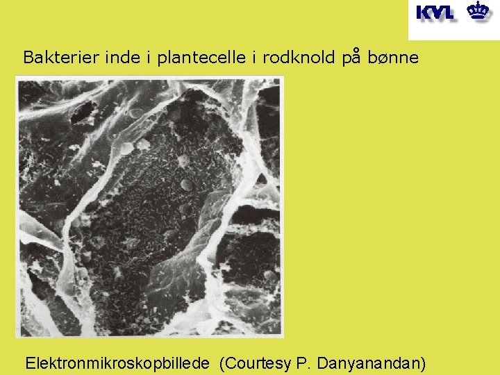 Bakterier inde i plantecelle i rodknold på bønne Elektronmikroskopbillede (Courtesy P. Danyanandan) 