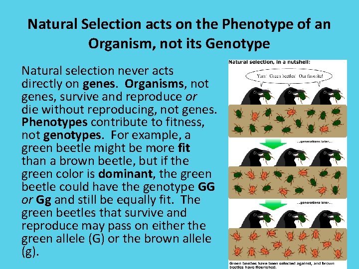 Natural Selection acts on the Phenotype of an Organism, not its Genotype Natural selection