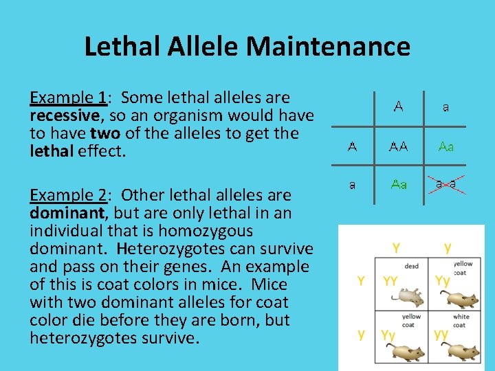 Lethal Allele Maintenance Example 1: Some lethal alleles are recessive, so an organism would