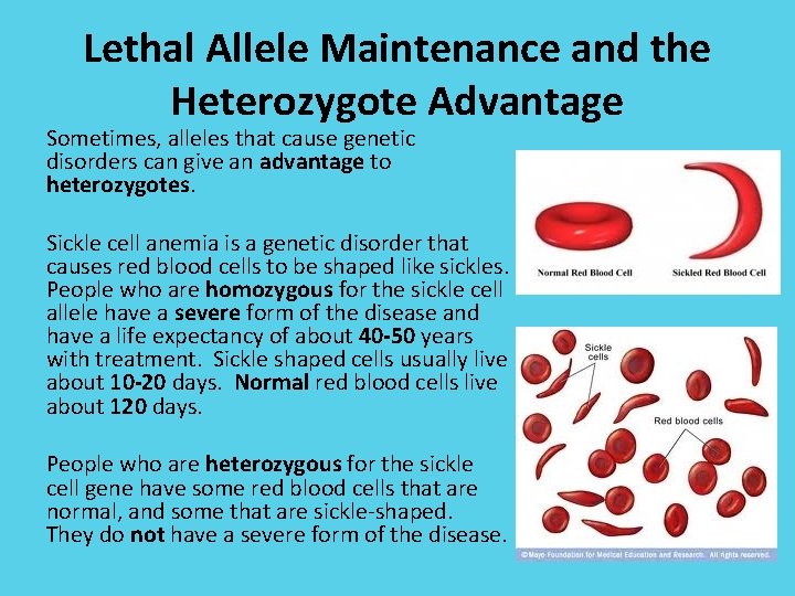 Lethal Allele Maintenance and the Heterozygote Advantage Sometimes, alleles that cause genetic disorders can