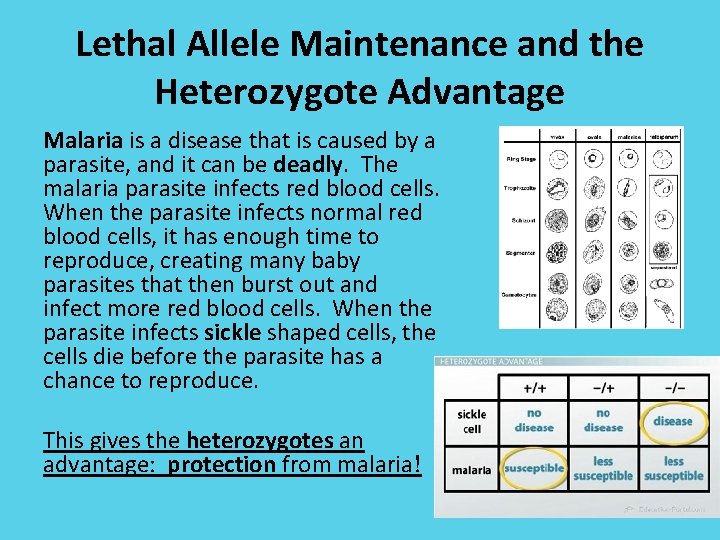 Lethal Allele Maintenance and the Heterozygote Advantage Malaria is a disease that is caused