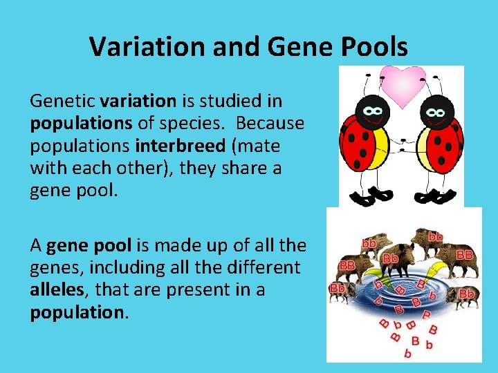 Variation and Gene Pools Genetic variation is studied in populations of species. Because populations