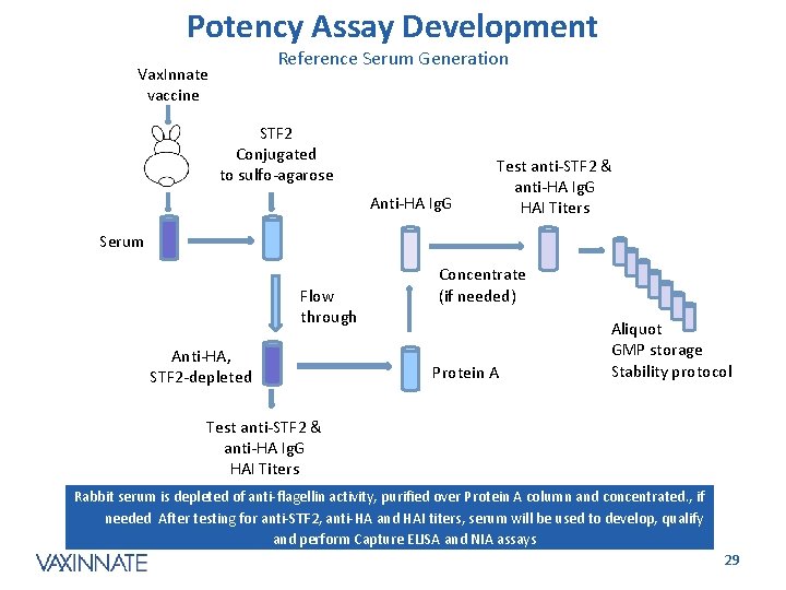 Potency Assay Development Reference Serum Generation Vax. Innate vaccine STF 2 Conjugated to sulfo-agarose