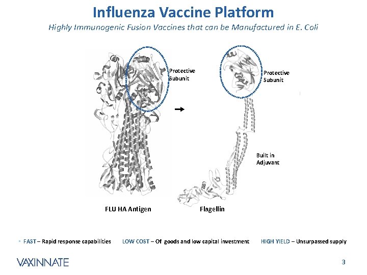 Influenza Vaccine Platform Highly Immunogenic Fusion Vaccines that can be Manufactured in E. Coli