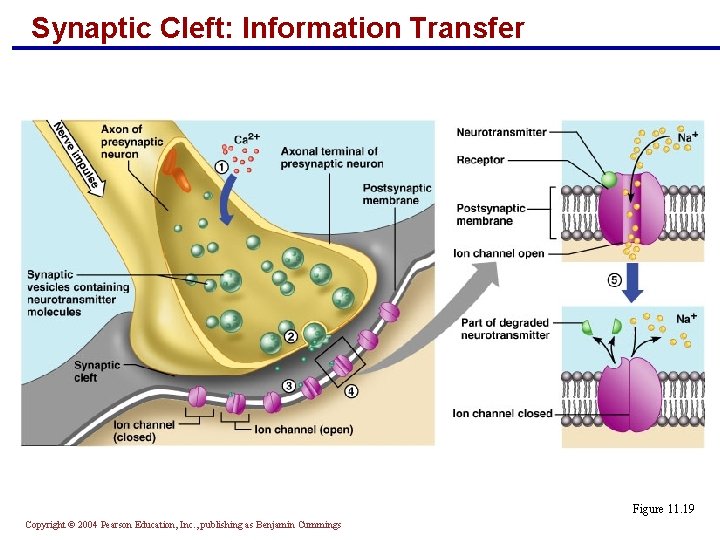 Synaptic Cleft: Information Transfer Figure 11. 19 Copyright © 2004 Pearson Education, Inc. ,