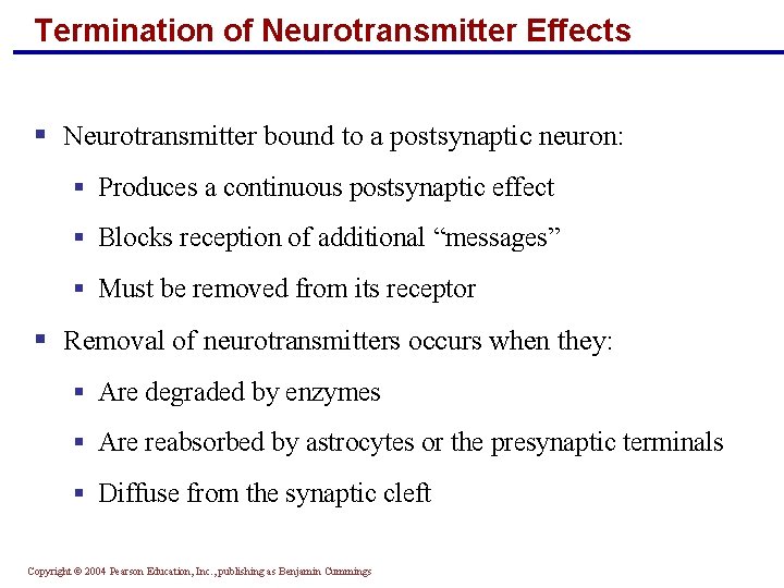 Termination of Neurotransmitter Effects § Neurotransmitter bound to a postsynaptic neuron: § Produces a
