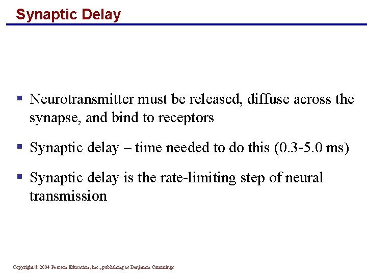 Synaptic Delay § Neurotransmitter must be released, diffuse across the synapse, and bind to