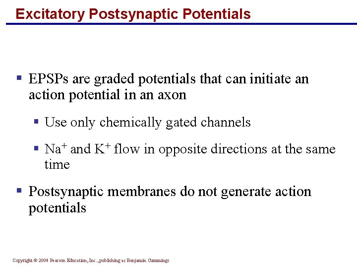 Excitatory Postsynaptic Potentials § EPSPs are graded potentials that can initiate an action potential