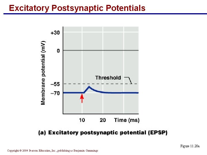 Excitatory Postsynaptic Potentials Figure 11. 20 a Copyright © 2004 Pearson Education, Inc. ,