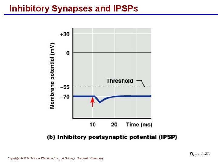 Inhibitory Synapses and IPSPs Figure 11. 20 b Copyright © 2004 Pearson Education, Inc.