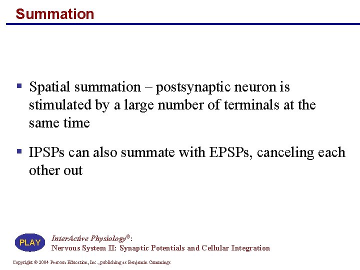 Summation § Spatial summation – postsynaptic neuron is stimulated by a large number of