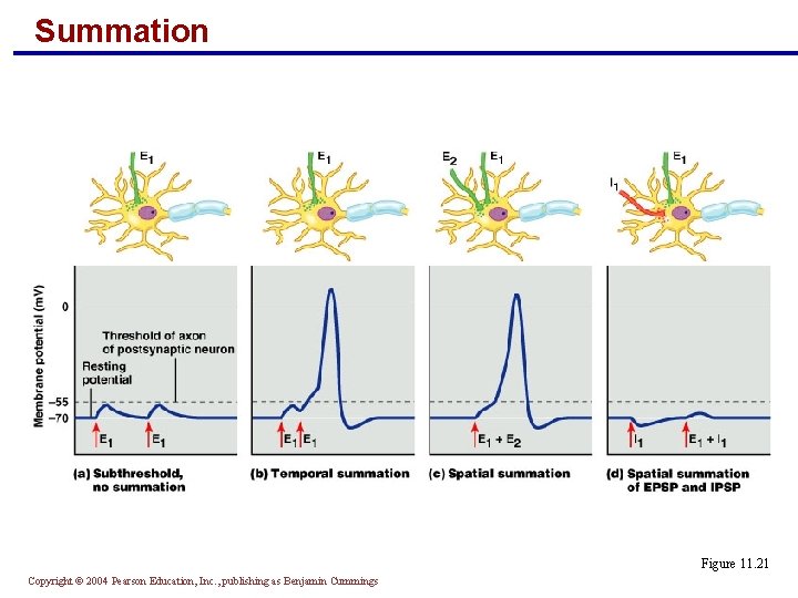 Summation Figure 11. 21 Copyright © 2004 Pearson Education, Inc. , publishing as Benjamin