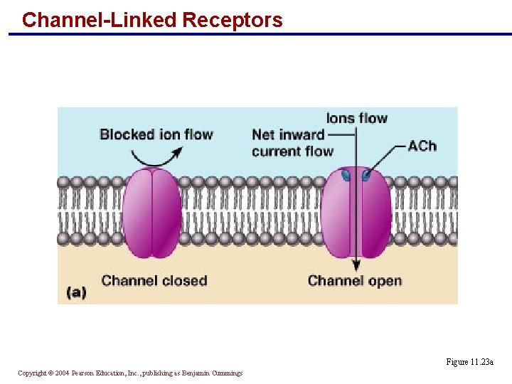 Channel-Linked Receptors Figure 11. 23 a Copyright © 2004 Pearson Education, Inc. , publishing