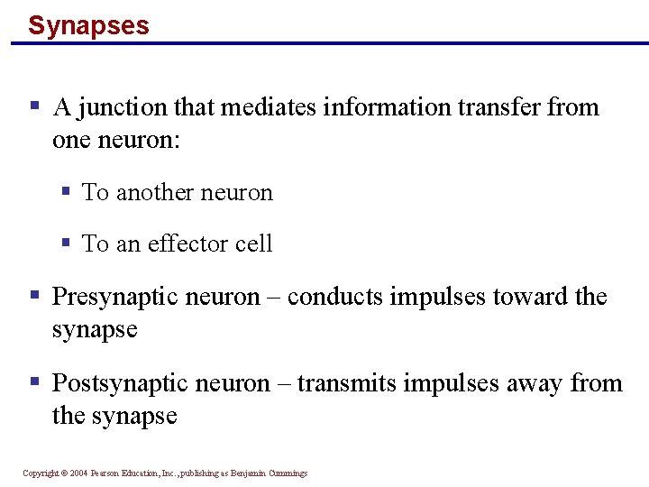 Synapses § A junction that mediates information transfer from one neuron: § To another