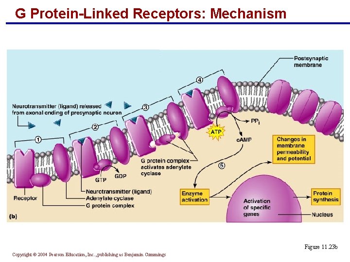 G Protein-Linked Receptors: Mechanism Figure 11. 23 b Copyright © 2004 Pearson Education, Inc.