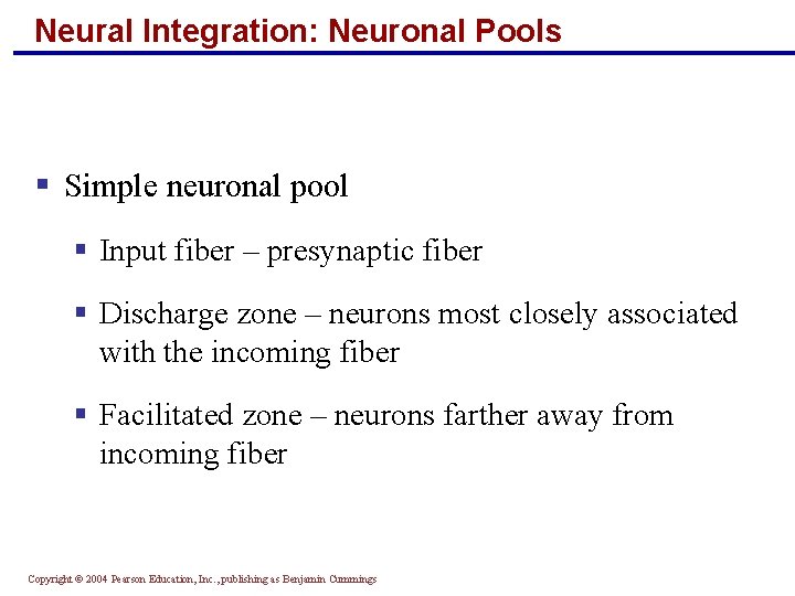 Neural Integration: Neuronal Pools § Simple neuronal pool § Input fiber – presynaptic fiber
