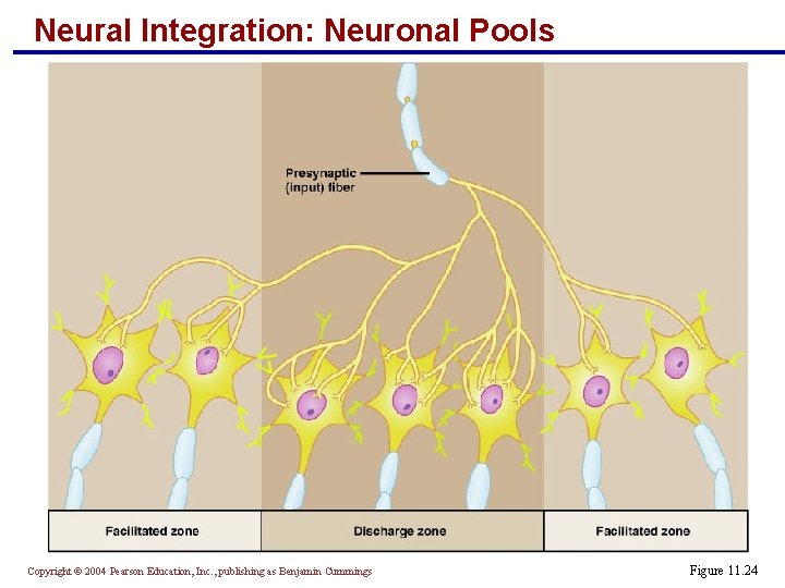 Neural Integration: Neuronal Pools Copyright © 2004 Pearson Education, Inc. , publishing as Benjamin