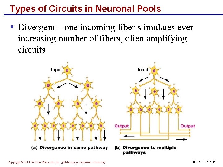 Types of Circuits in Neuronal Pools § Divergent – one incoming fiber stimulates ever