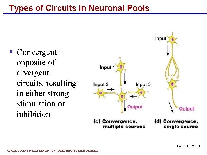 Types of Circuits in Neuronal Pools § Convergent – opposite of divergent circuits, resulting