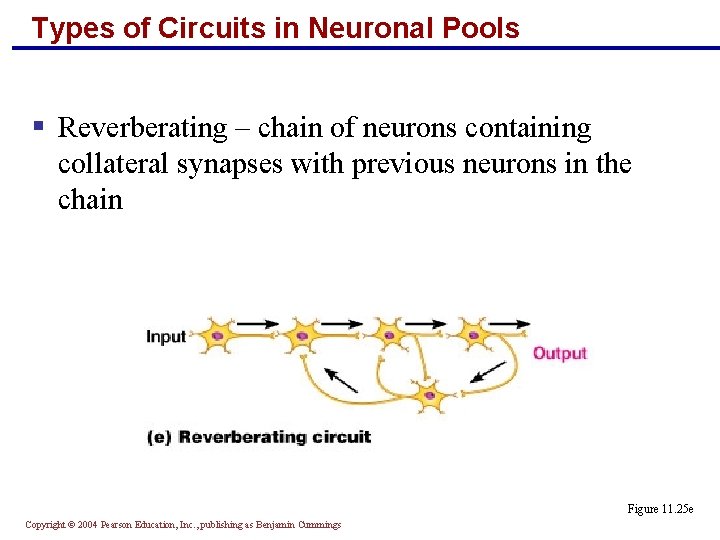 Types of Circuits in Neuronal Pools § Reverberating – chain of neurons containing collateral