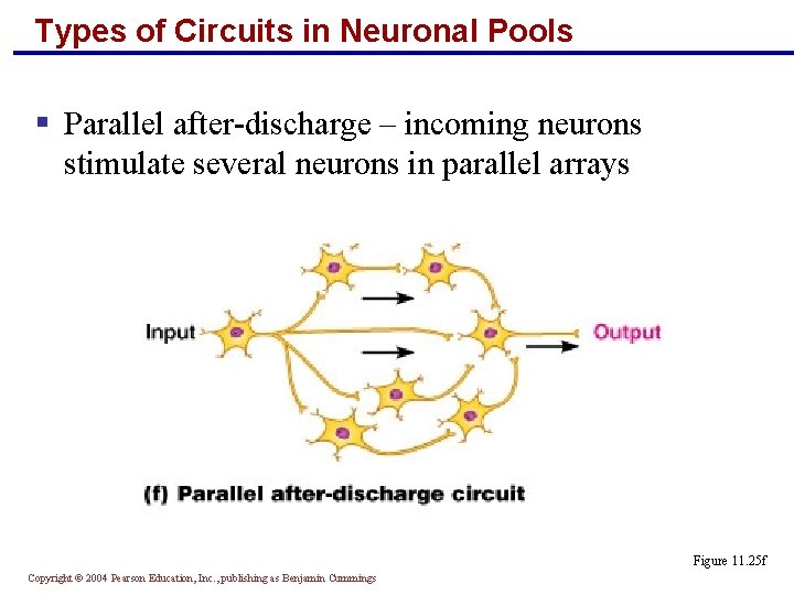 Types of Circuits in Neuronal Pools § Parallel after-discharge – incoming neurons stimulate several