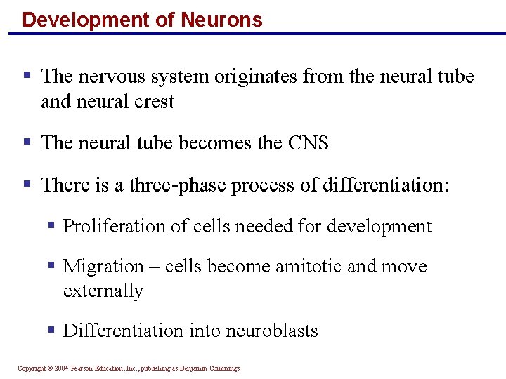 Development of Neurons § The nervous system originates from the neural tube and neural