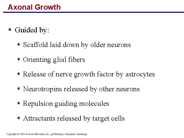 Axonal Growth § Guided by: § Scaffold laid down by older neurons § Orienting