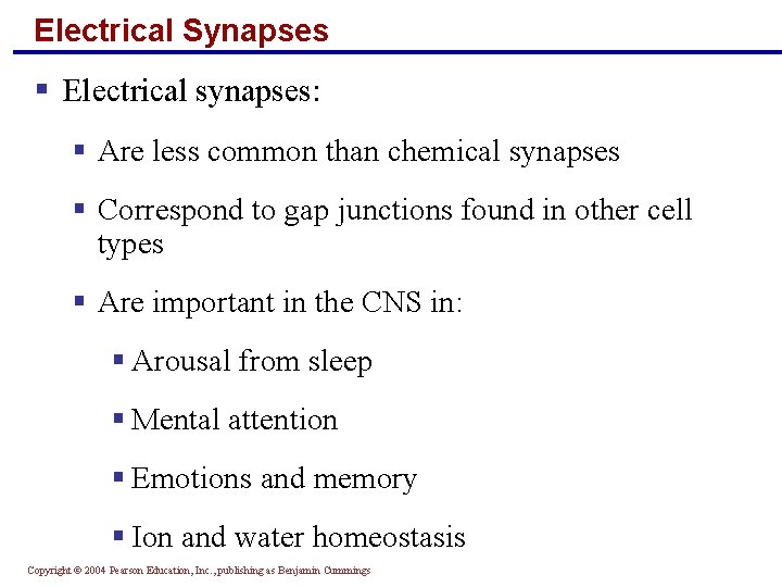 Electrical Synapses § Electrical synapses: § Are less common than chemical synapses § Correspond