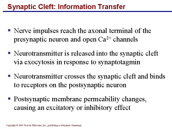 Synaptic Cleft: Information Transfer § Nerve impulses reach the axonal terminal of the presynaptic