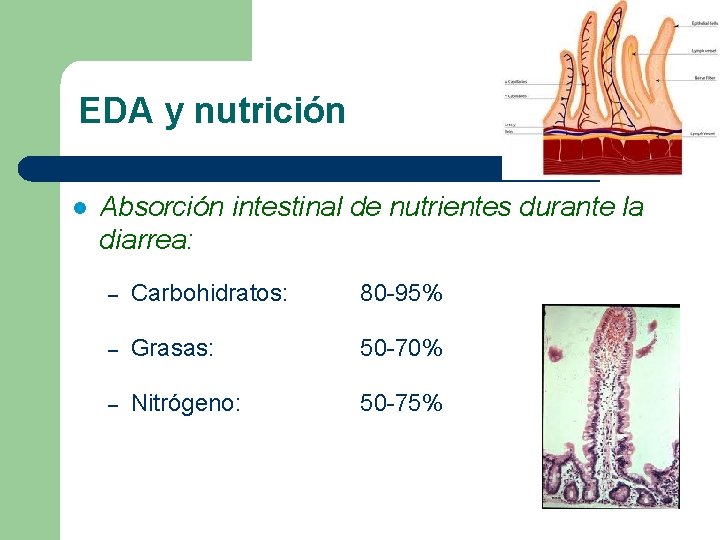 EDA y nutrición l Absorción intestinal de nutrientes durante la diarrea: – Carbohidratos: 80