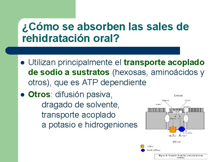 ¿Cómo se absorben las sales de rehidratación oral? l l Utilizan principalmente el transporte